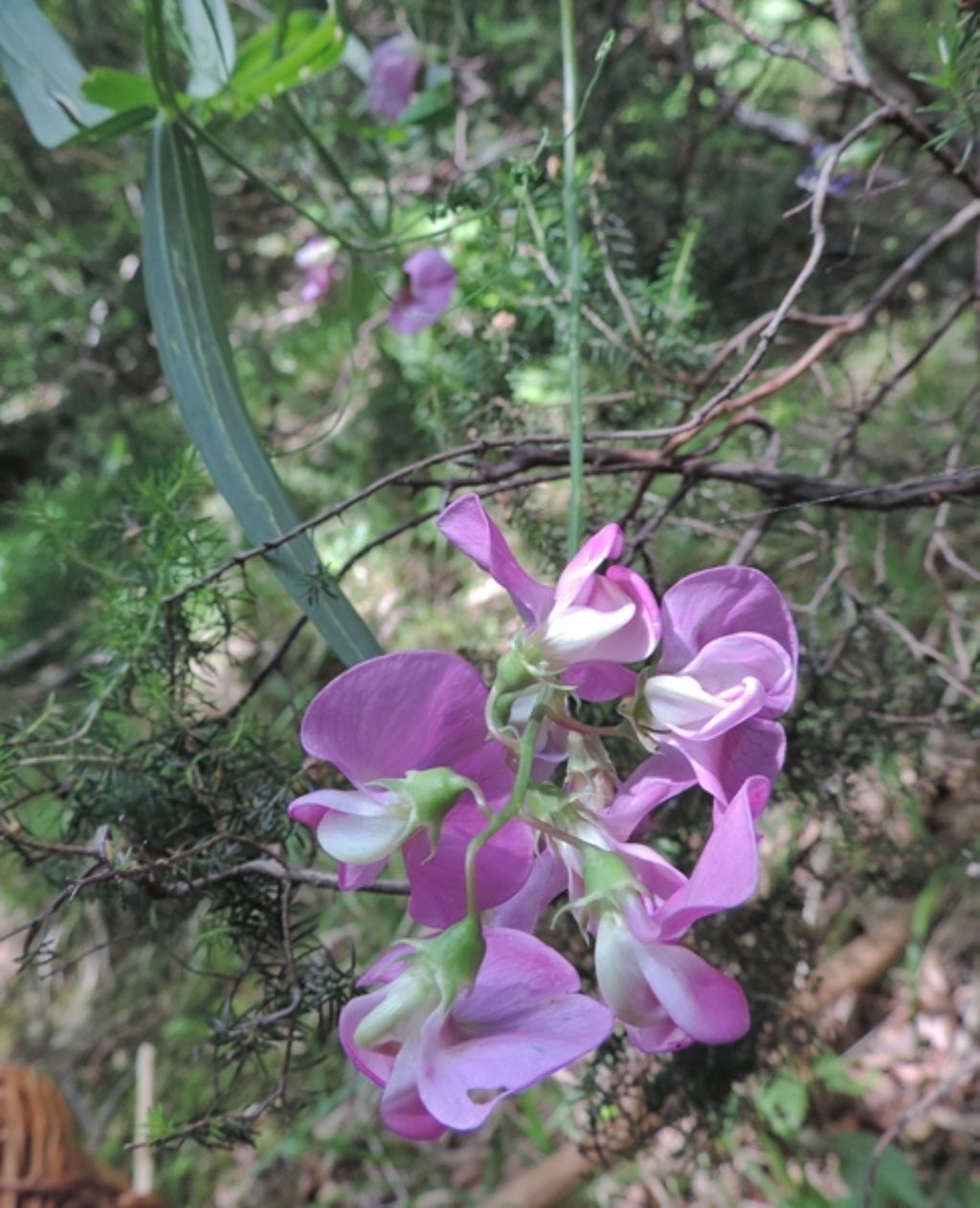 Lathyrus latifolius / Cicerchia a foglie larghe